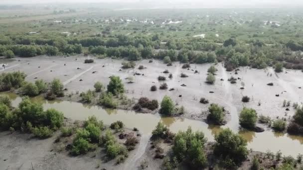 Árboles de manglar marrón muerto aéreo y árboles de manglar verde — Vídeos de Stock