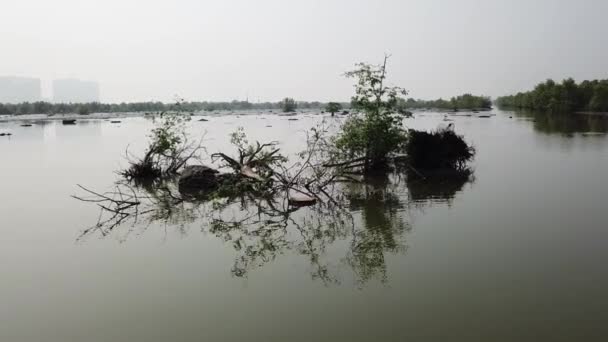 Κινείται στο νερό προς πλημμυρισμένα δέντρα — Αρχείο Βίντεο