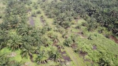 Yeşil palmiye ağaçlarına inen hava dönüşümlü.