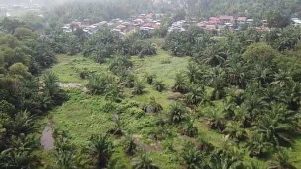 Pemandangan udara terbang di atas pohon kelapa sawit yang tersebar — Stok Video