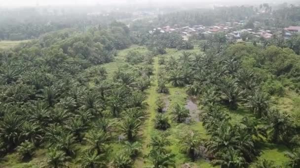 Terbang di atas pohon kelapa sawit muda yang tidak padat — Stok Video