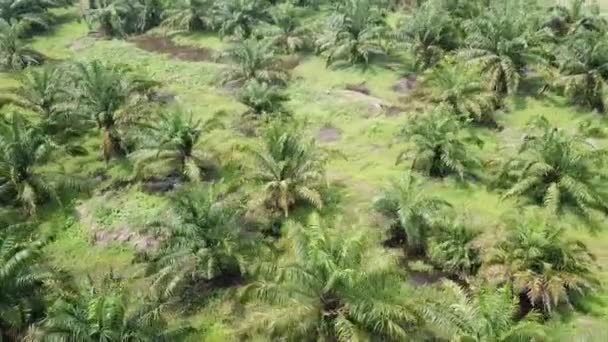 Вид с воздуха не плотная молодая пальма — стоковое видео