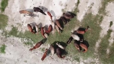 İnekler tarlada otluyor.