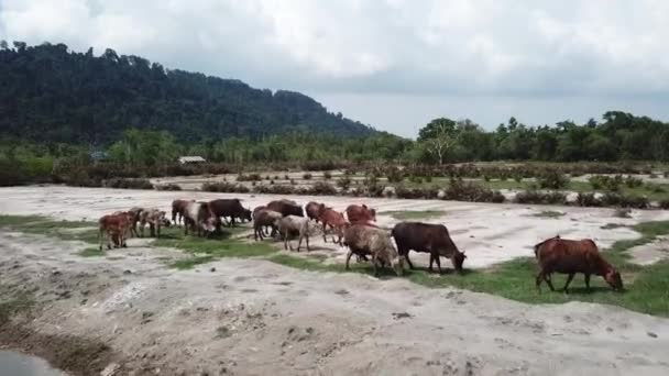 Mucche sporche mucche camminano e pascolo erba . — Video Stock