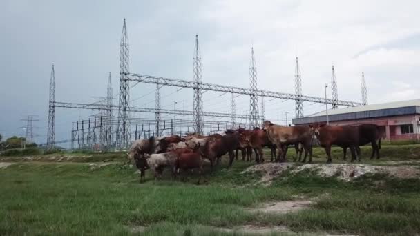 Mova-se em direção a vacas no campo — Vídeo de Stock