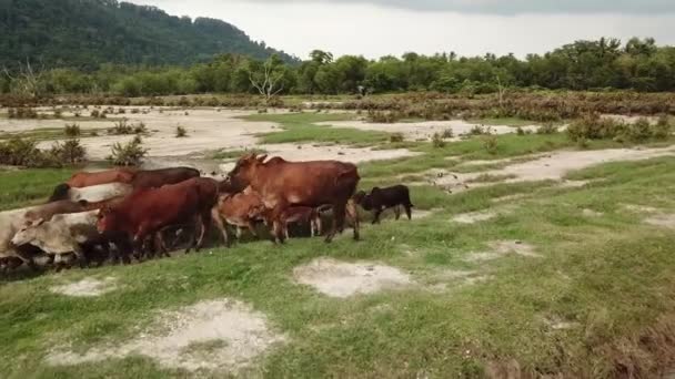 Dirty cows move  at field — Stock Video