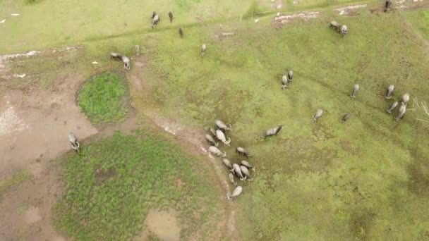 Aerial top down view group of buffaloes in green field grazing grass. — Stock Video