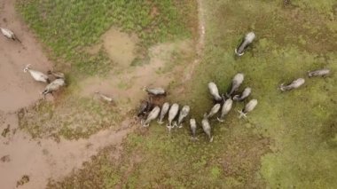 Bir grup bufalo yürüyor.