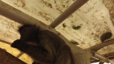 Gümüş yaprak maymunu yeşili yer çatının altında bırakır