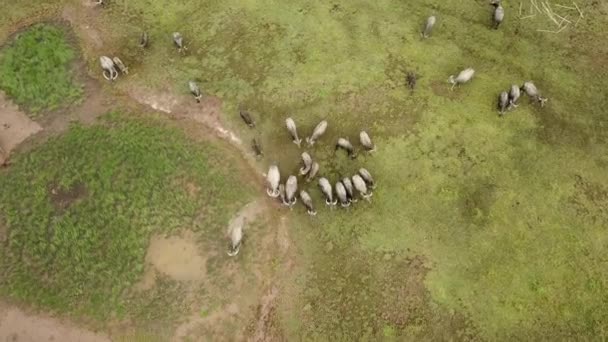 Luchtfoto afdalende buffels lopen op groen veld bij Penang — Stockvideo