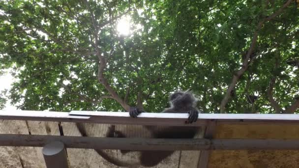 Silver lead monkey lie down at the roof top — Stock Video