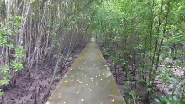 Flytta vid stigen vid mangroveträd skog — Stockvideo