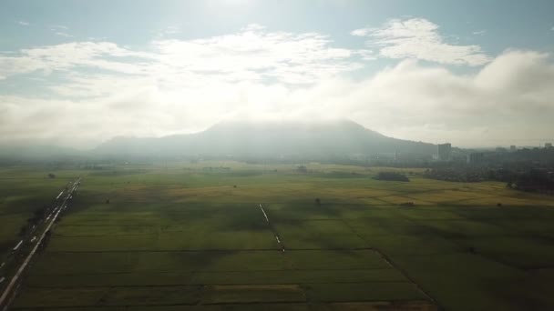 緑の水田の上に朝の白い雲に向かって空中移動 — ストック動画