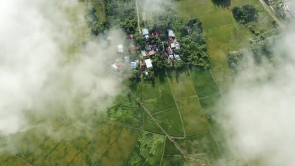 Légi kilátás le a zöld rizsföld felett fehér felhő — Stock videók