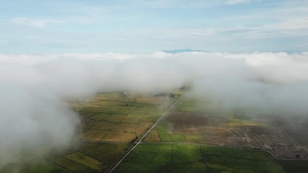 Aerial su verde, risaia gialla e risaia raccolta — Video Stock