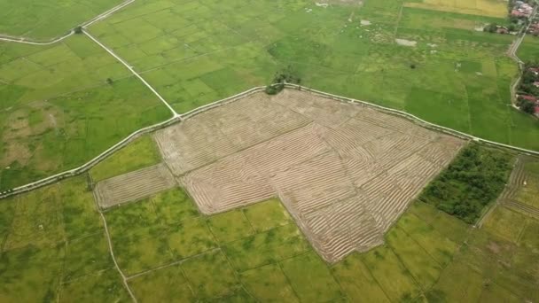 Vista aérea alguns dos arrozais foram colhidos — Vídeo de Stock