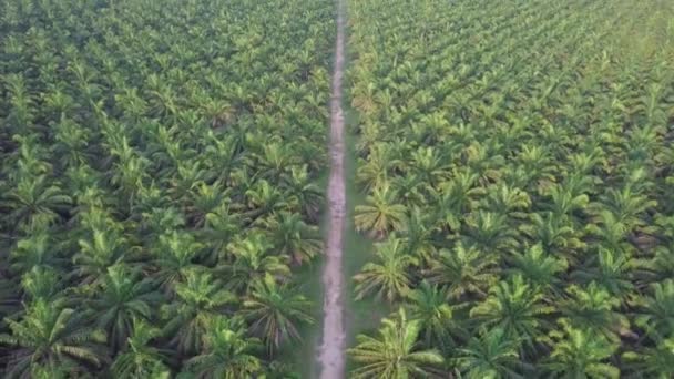 Voe sobre o caminho na fazenda de plantação de palma de óleo . — Vídeo de Stock