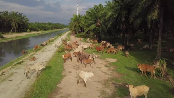 Aerial group of cows stay near the oil palm — Stock Video