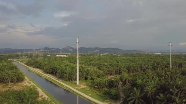 Yağ palmiyesinde hava manzaralı elektrik kulesi — Stok video