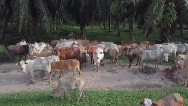 Manada de vacas descansan en finca de palma aceitera — Vídeo de stock