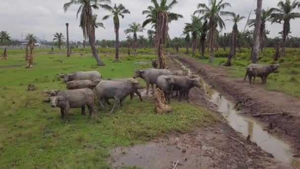 Bufflar stanna inne i torr olja palm egendom — Stockvideo