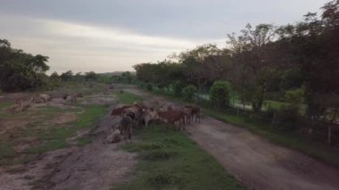Penang 'da hava manzaralı inekler küçük patikada yürür.