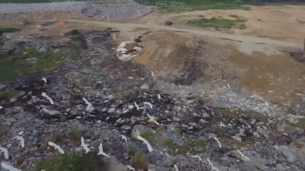 Αεροφωτογραφία λευκά πουλιά egrets πετούν κοντά στην χωματερή — Αρχείο Βίντεο