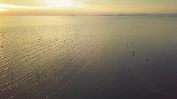 Aerial white egrets birds fly near coastal — Stock Video