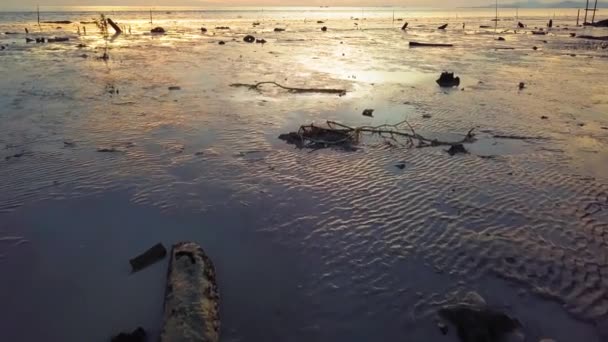 Vers les arbres secs et les déchets jetés — Video