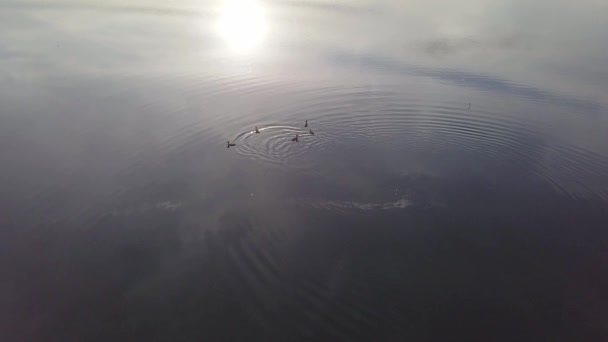 Vista aérea de patos en el estanque — Vídeos de Stock