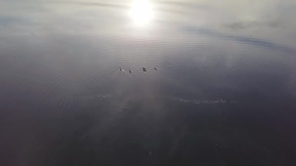 Letecké pohledy kachny plavou v rybníce se sluncem odrážejícím se ve vodě — Stock video