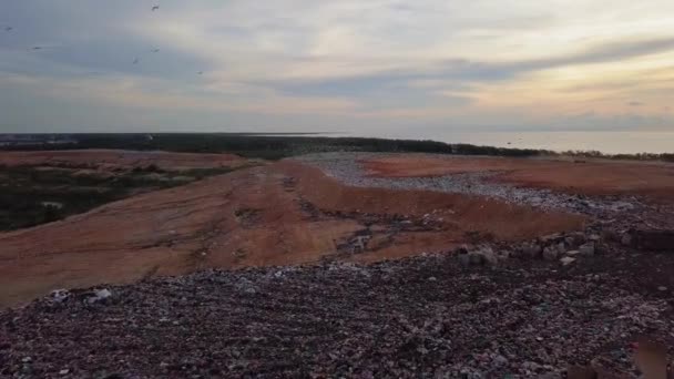Вид з повітря тисячі білих еґрусів літають на місце звалища — стокове відео