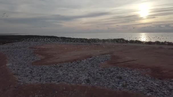 Vue aérienne mille aigrettes oiseaux volent au site d'enfouissement pendant le coucher du soleil — Video