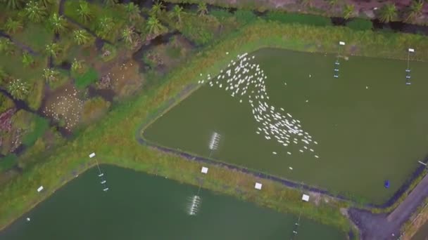 空気中の白いサギが魚の養殖場の近くで美しい形成で飛ぶ — ストック動画