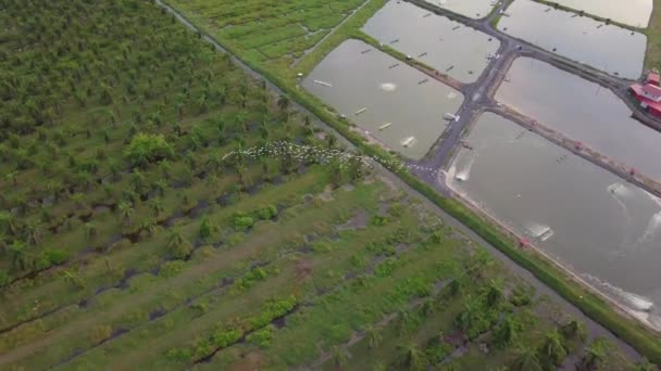 Vista aérea olhar para baixo egrets pássaro voar sobre piscicultura e óleo de palma — Vídeo de Stock