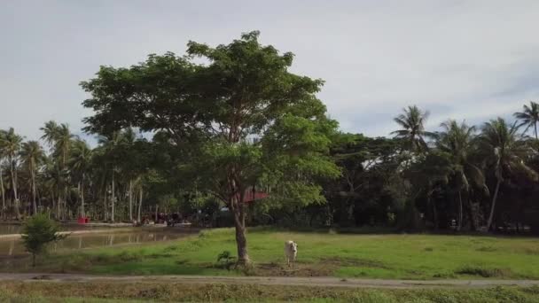 Osamělá kravská kravata s lanem vedle stromu — Stock video