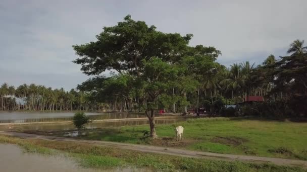 Mouvement aérien vers cravate de vache sous l'arbre à Malaisie — Video