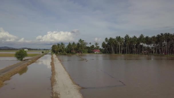 Vista aérea plantación de coco — Vídeo de stock