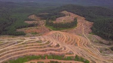 Kedah 'da yeniden ekilebilecek yağ palmiyesi tarlasının temizlenmesi