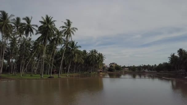 Kokosnussbaum in Reflexion auf überflutetem Reisfeld — Stockvideo