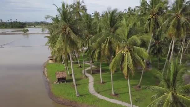 Flygfoto kokosnötsträd och Gunung Jerai — Stockvideo