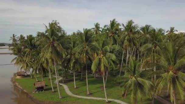 Vista aérea pequena cabana na fazenda de coco em Penang — Vídeo de Stock
