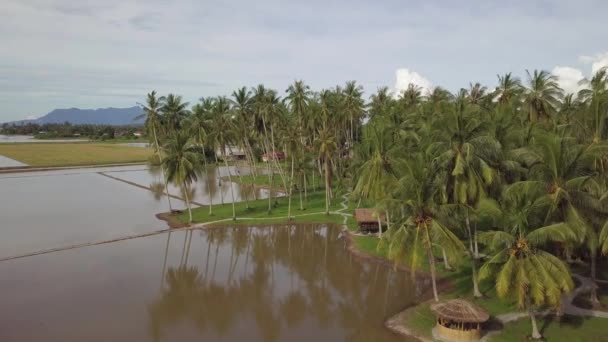 A kókuszültetvényen ereszkedő fából készült kunyhó felé irányuló légi felvétel — Stock videók