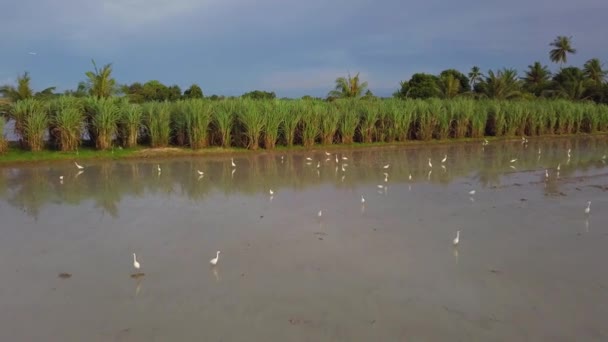 Flygfoto vita egrets fågel söker mat i Paddy fält — Stockvideo