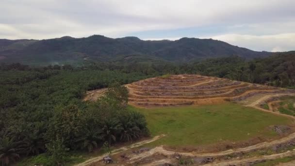 Vista aérea plantación de palma aceitera despejada en Kedah — Vídeos de Stock