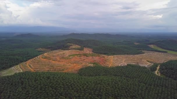 Vista aérea plantación de palma aceitera despejada para replantar — Vídeo de stock