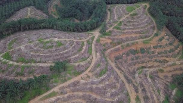 Terreno oleoso di palma sgomberato dall'agricoltore per il reimpianto — Video Stock