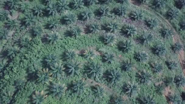 Luchtfoto jonge palmbomen. — Stockvideo