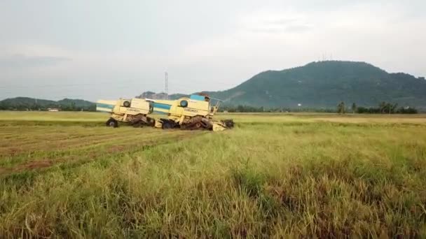 Воздушные мухи к комбайнам парка на желтом рисовом поле . — стоковое видео