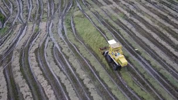 논에서 포도를 수확하는 공중의 뉴 홀랜드 농부. — 비디오